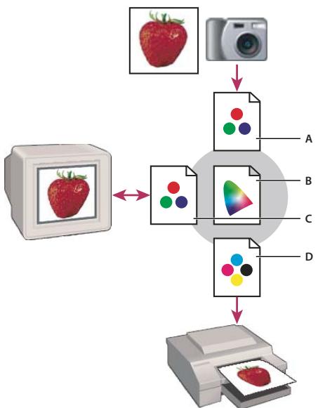 ADOBE PHOTOSHOP ELEMENTS 8 MAC - A propos de la gestion des couleurs - 3