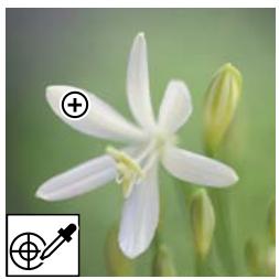 ADOBE PHOTOSHOP ELEMENTS 8 MAC - Remplacement de couleurs dans une image - 1