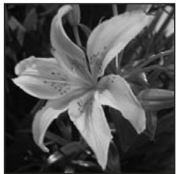 ADOBE PHOTOSHOP ELEMENTS 8 MAC - Conversion d'une image en mode Bitmap - 1