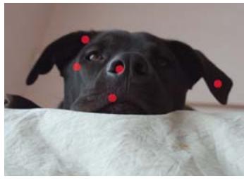 ADOBE PHOTOSHOP ELEMENTS 8 MAC - Utilisation de la fonction Extraction magique - 2