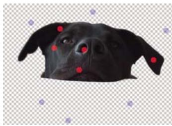 ADOBE PHOTOSHOP ELEMENTS 8 MAC - Utilisation de la fonction Extraction magique - 5