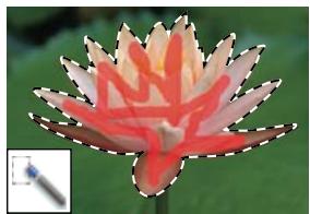 ADOBE PHOTOSHOP ELEMENTS 8 MAC - A propos des outils de selection - 7