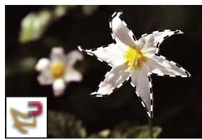 ADOBE PHOTOSHOP ELEMENTS 8 MAC - A propos des outils de selection - 5