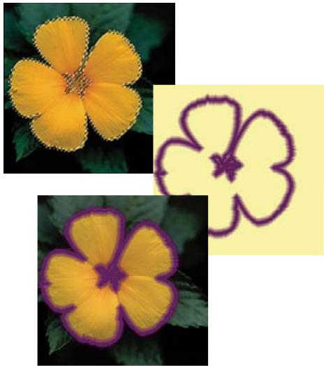 ADOBE PHOTOSHOP ELEMENTS 8 MAC - Encadrement d'une sélection existante par un nouveau cadre de selection - 1