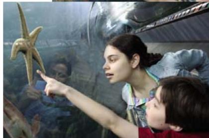 ADOBE PHOTOSHOP ELEMENTS 8 MAC - Duplication des images ou des zones d'une image - 3