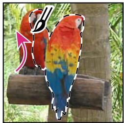 ADOBE PHOTOSHOP ELEMENTS 8 MAC - Utilisation de l'outil Forme de seLECTION - 3