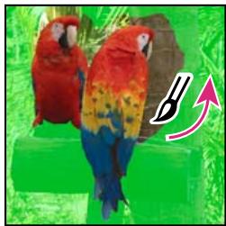 ADOBE PHOTOSHOP ELEMENTS 8 MAC - Utilisation de l'outil Forme de seLECTION - 4