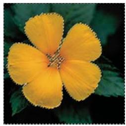 ADOBE PHOTOSHOP ELEMENTS 8 MAC - Mémorisation, récapération ou suppression d'une seLECTION - 3