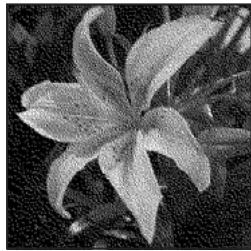 ADOBE PHOTOSHOP ELEMENTS 8 MAC - Conversion d'une image en mode Bitmap - 4