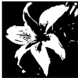 ADOBE PHOTOSHOP ELEMENTS 8 MAC - Conversion d'une image en mode Bitmap - 2