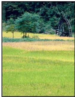 ADOBE PHOTOSHOP ELEMENTS 8 MAC - Correction des imperfections importantes - 2