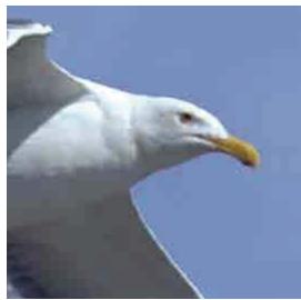 ADOBE PHOTOSHOP ELEMENTS 8 MAC - A propos du format JPEG - 2