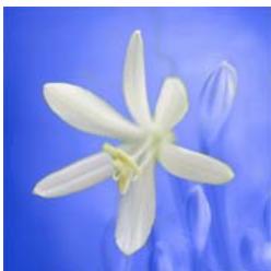 ADOBE PHOTOSHOP ELEMENTS 8 MAC - Remplacement de couleurs dans une image - 4