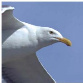 ADOBE PHOTOSHOP ELEMENTS 8 MAC - A propos du format JPEG - 1