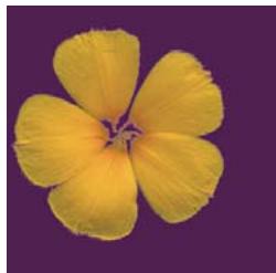 ADOBE PHOTOSHOP ELEMENTS 9 - Mémorisation, récapitulation ou suppression d'une sélection - 5