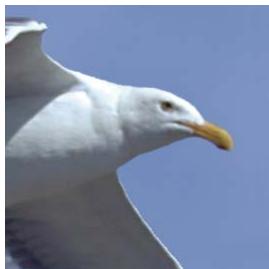 ADOBE PHOTOSHOP ELEMENTS 9 - Formats de fichiers optimisés pour le web - 1