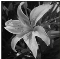 ADOBE PHOTOSHOP ELEMENTS 9 - Conversion d'une image en mode bitmap - 1