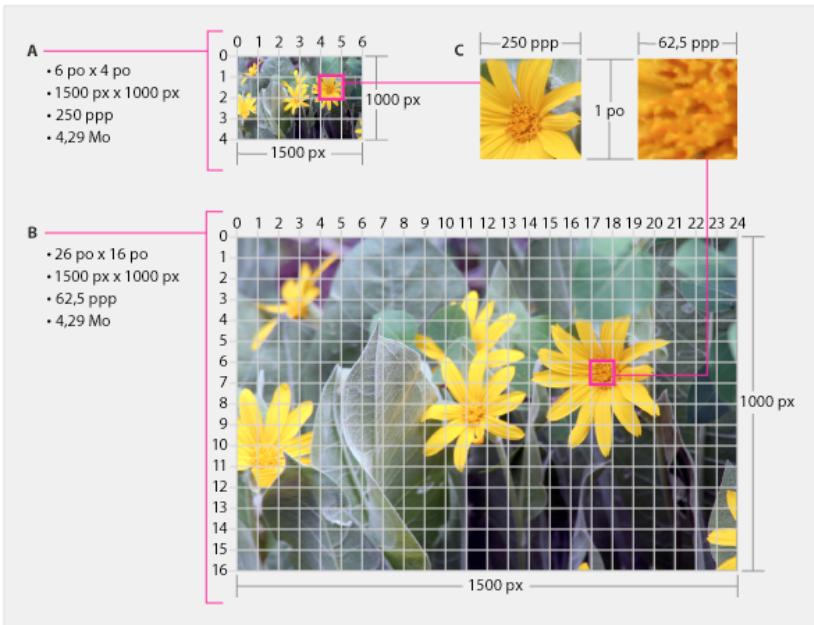 ADOBE PHOTOSHOP ELEMENTS 9 - Redimensionnement - 1