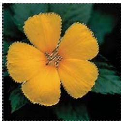 ADOBE PHOTOSHOP ELEMENTS 9 - Mémorisation, récapitulation ou suppression d'une sélection - 3