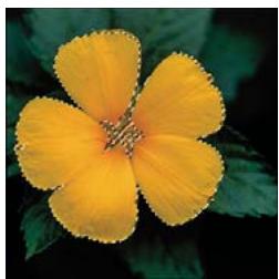 ADOBE PHOTOSHOP ELEMENTS 9 - Mémorisation, récapitulation ou suppression d'une sélection - 1