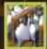 GAMES PC COSSACKS - Hollande - 60