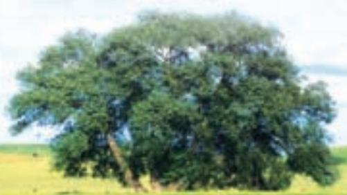 HYUNDAI 15L-7 - SYSTEME CERES - 1