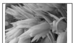 SONY DPP-EX5 - Printing selected "Memory Stick" images - 1