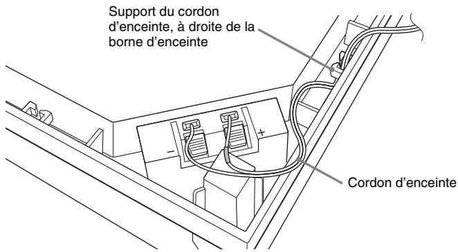 Support du cordon d'enceinte, à droite de la borne d'enceinte + - Cordon d'enceinte