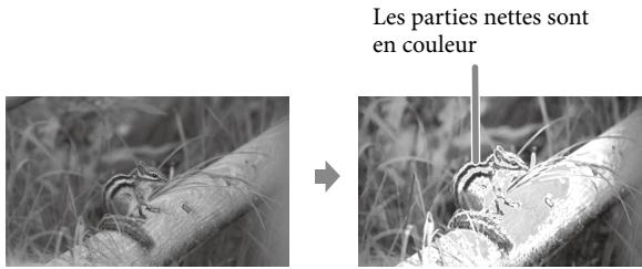 Les parties nettes sont en couleur