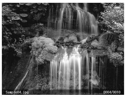 EPSON P-6000 - Photo - 1