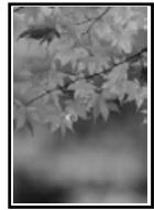 EPSON SURECOLOR SC-P10000 - Agrandissement/ réduction de l'impression - 6