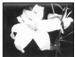 SONY DCR-VX2100E - Using special effects - Picture effect - 2