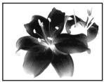 SONY DCR-HC15 - Utilisation d'effets spéciaux – Effets d'image - 1