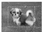EPSON STYLUS PHOTO RX585 - Rognage et agrandissement d'une photo - 1