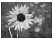 EPSON STYLUS PHOTO PX800FW - Fotosmodus - 3