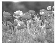 EPSON STYLUS PRO 4900 - Layout Manager (Gestionnaire de disposition) (Windows uniquement) - 5