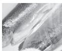 PANASONIC WPG - Gros poisson (plus de 400 g) - 1