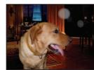 PANASONIC LUMIX DMC-TZ8 - Lecture(Suite) - 1