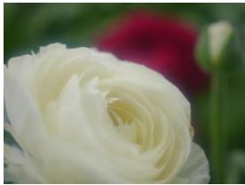 PANASONIC DMCGF6EF - [Bloemen] - 1