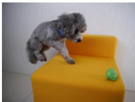 PANASONIC DMCGF6EF - [Bewegende dieren] - 1