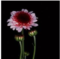 PANASONIC DMCGF6EF - [Donker] - 1