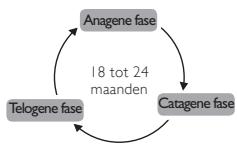 BABYLISS G934E - Hoe kanlichteenhaartjeverwijdersen? - 7