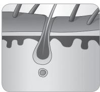 BABYLISS G937E COMPACT GOLDEN EDITION - Haargroeicyclus - 6