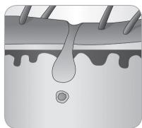 BABYLISS G937E COMPACT GOLDEN EDITION - Der Wachstumszyklus des Haars - 7