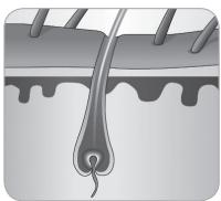 BABYLISS G937E COMPACT GOLDEN EDITION - Ciclo de crescimiento delazo - 5