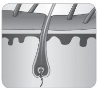 BABYLISS G937E COMPACT GOLDEN EDITION - Der Wachstumszyklus des Haars - 5