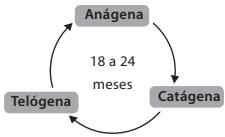 BABYLISS G937E COMPACT GOLDEN EDITION - Ciclo de crescimiento delazo - 1