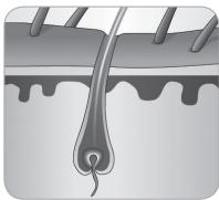 BABYLISS G937E COMPACT GOLDEN EDITION - Hair growth cycle - 5