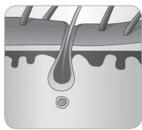 BABYLISS G937E COMPACT GOLDEN EDITION - Ciclo di crescita del belo - 6