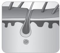 BABYLISS G937E COMPACT GOLDEN EDITION - Ciclo de crescimiento delazo - 6